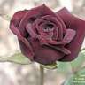 Garden Rose