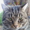 jacktabby