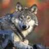 Goldenwolf