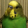 aflockofbudgies