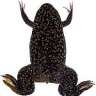 xenopus