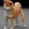 ShibaChiba