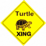 turtle2472