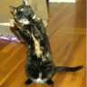 Jazzpaws