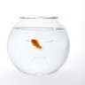 FishBowl