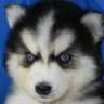 Koizami