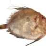 JohnDory