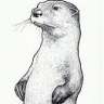 YpsiOtter