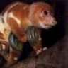Cuscus