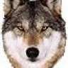 White Wolf