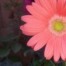 Suclem