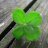 Cloverleaf