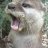 otterslapper