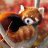 lesserpanda