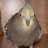 tielbird