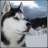 SnowHusky