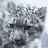 snowleopardxman