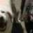 netdog