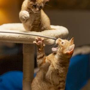 Gatitos (1 of 1)-3.jpg