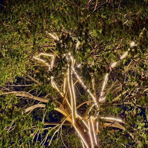 IMG_6778.jpeg