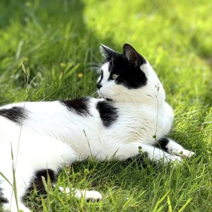 2024 - 02.06.24 - DIGBY IN THE GARDEN (2).jpg