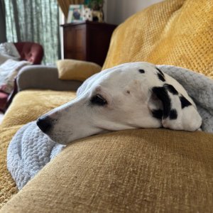 IMG_8555.jpeg