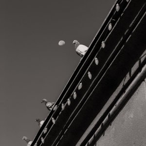 IMG_9541.jpeg