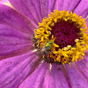 IMG_5955.jpeg