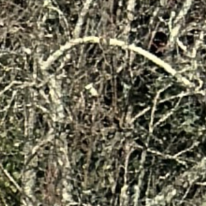 IMG_0007.png