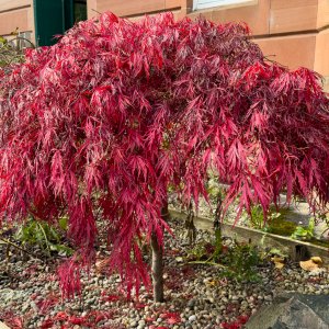 JapaneseMaple20241026.jpg