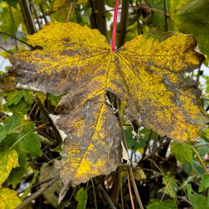 Sycamore20241031.jpg
