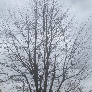 IMG_1152.jpeg