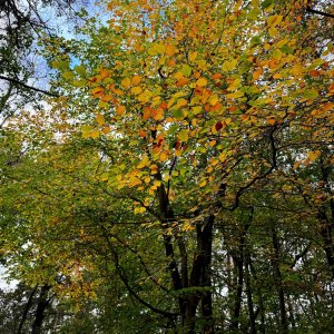 IMG_7310 2.jpg
