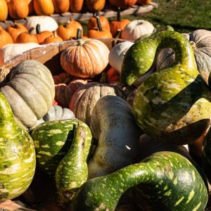 Pumpkintown - 2500px-48.jpg