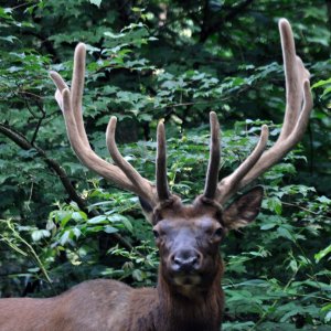 Elk1-2500px.jpg