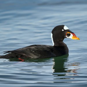 Surf_Scoter_20241108_8639_1000p.jpg