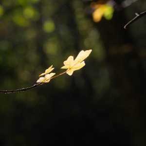 _Z631268.jpg
