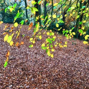 IMG_5127.jpeg