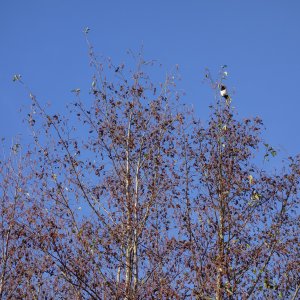MagpieInBirch20241126.jpg