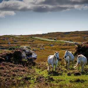 DSC_0159.jpg