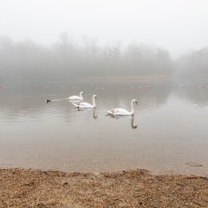 2024 - 29.12.24 - SOUTHWATER COUNTRY PARK - SWANS_4.JPG