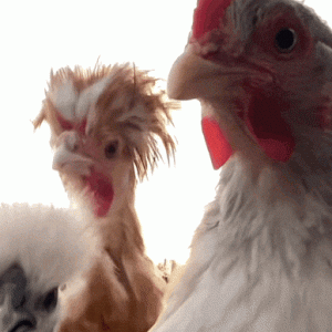 giphy.gif