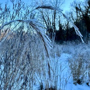 IMG_6325.jpeg