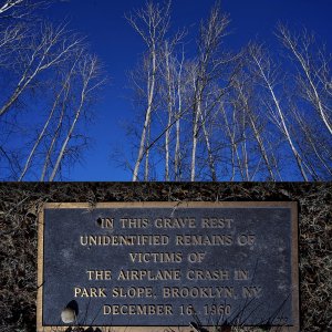 2025 01 30 100 quaking aspen.jpg