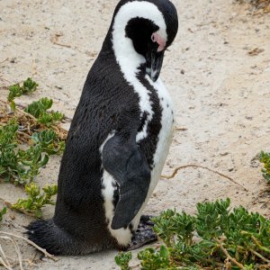 Penguin.jpg