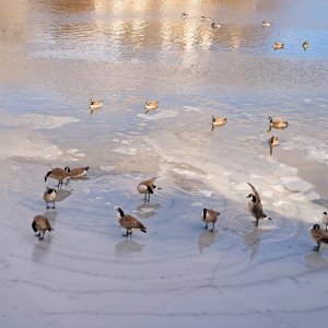 Geese Navigating Icy Territory.jpeg
