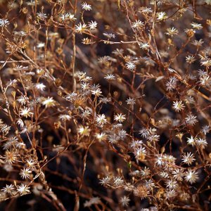 dry flowers px 3.jpg