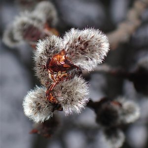 AspenCottonBuds2.jpg