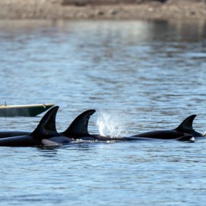 _Orcas_Kayak_0362_1000p.jpg