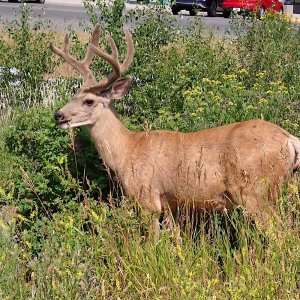 Deer_404.jpg